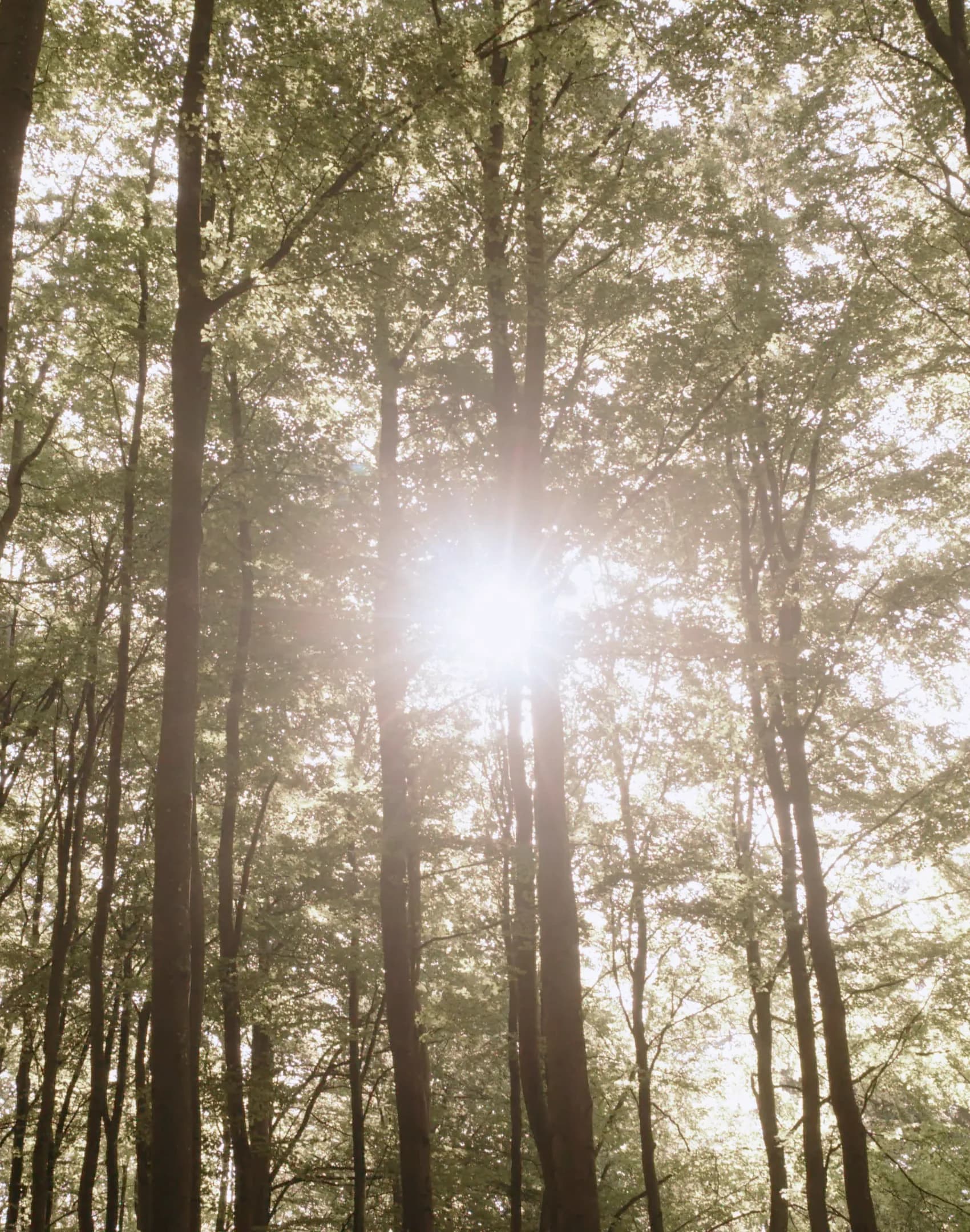 Sonnenlicht fällt durch die Kronen eines Buchenwalds