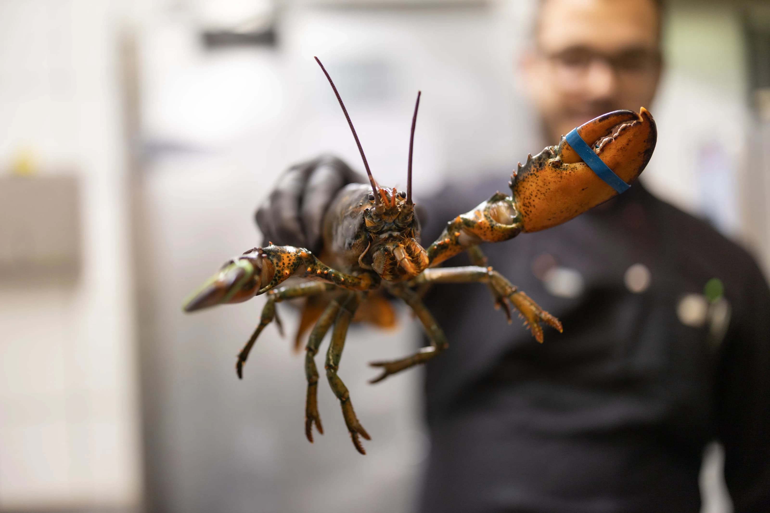 Ein Koch hält einen frischen Hummer
