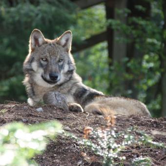 Wilde Tiere zum Bestaunen